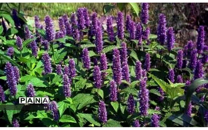 تکمیل باغ گیاه‌شناسی خرم‌آباد، رونق اقتصادی را به دنبال دارد