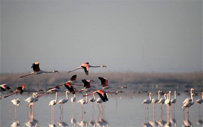 عامل مرگ‌ومیر بالای پرندگان میانکاله شناخته شد