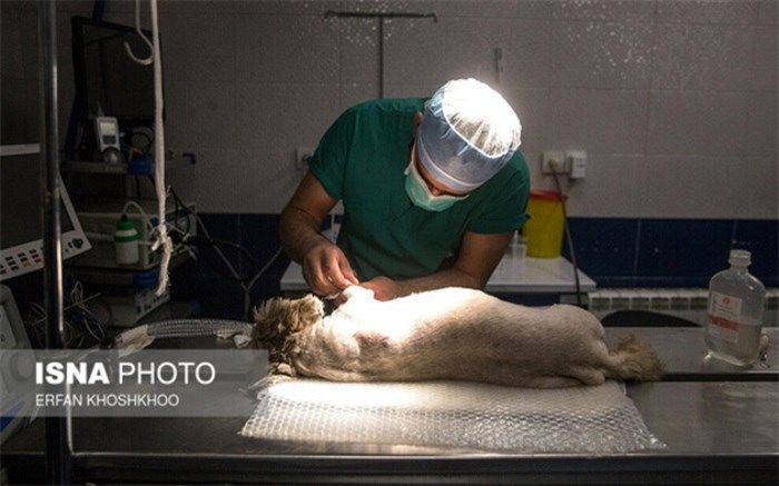 فقدان دامپزشکان متخصص حیات‌ وحش در ایران