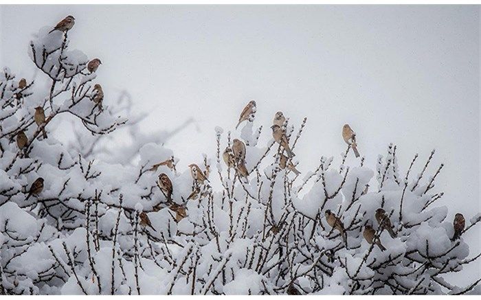 تعطیلی مدارس استان همدان به علت بارش برف و برودت هوا