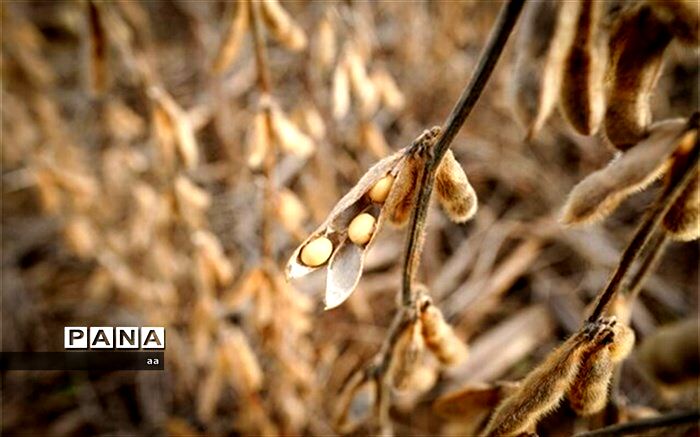 سهم ایران از تولید سویا در جهان تنها حدود هشت صدم درصد است