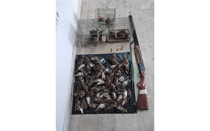 دستگیری متخلفین شکار غیر مجاز با 75 قطعه طرقه و چکاوک