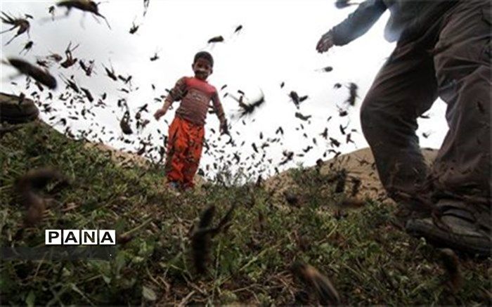 هجوم ملخ‌های صحرایی به جنوب فارس