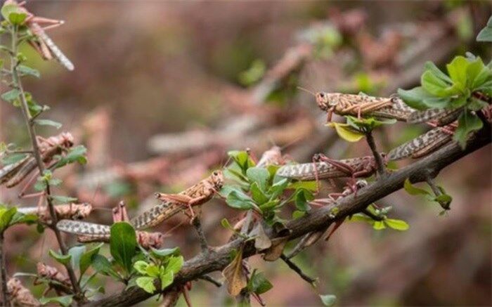 استان بوشهر با هجوم ملخ‌های صحرایی روبرو شده است