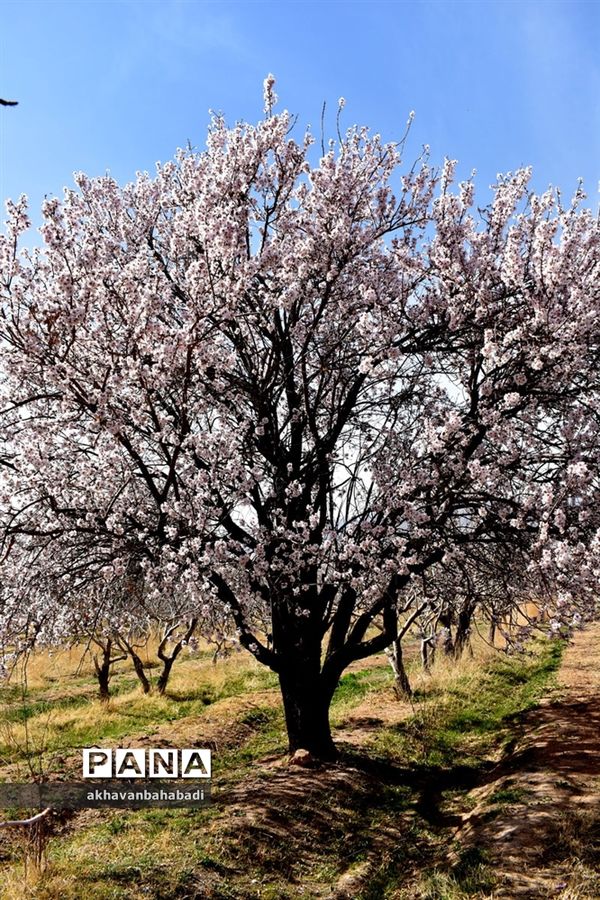 خلق طبیعتی زیبا با شکوفه درختان در بهاباد