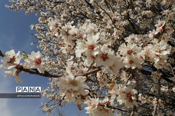 خلق طبیعتی زیبا با شکوفه درختان در بهاباد