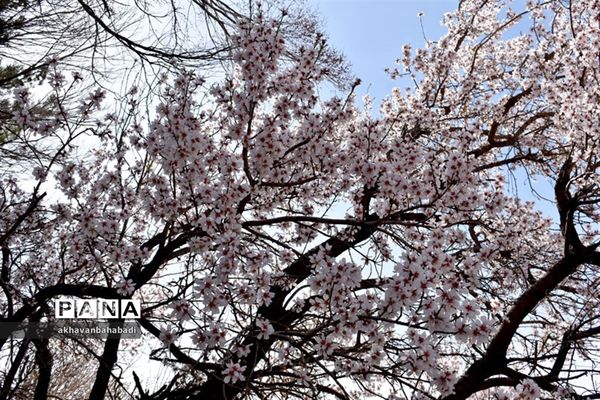 خلق طبیعتی زیبا با شکوفه درختان در بهاباد