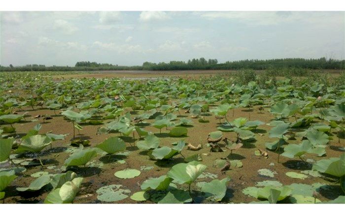 تدوین برنامه 10 ساله برای حفاظت از تالاب انزلی