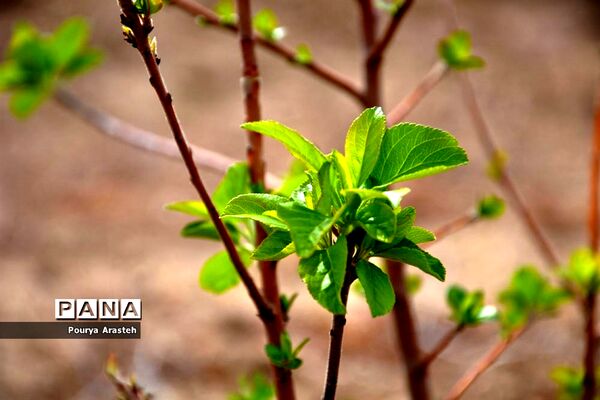صدای پای بهار درشهرستان خوسف استان خراسان جنوبی