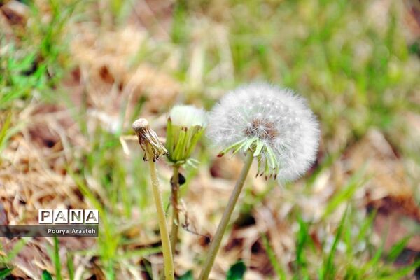 صدای پای بهار درشهرستان خوسف استان خراسان جنوبی