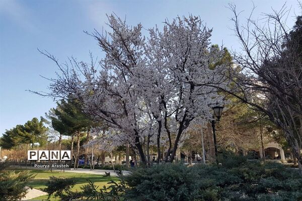 صدای پای بهار درشهرستان خوسف استان خراسان جنوبی
