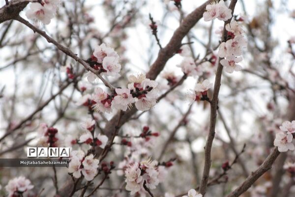 شکوفه‌های بهاری در شهرستان کاشمر