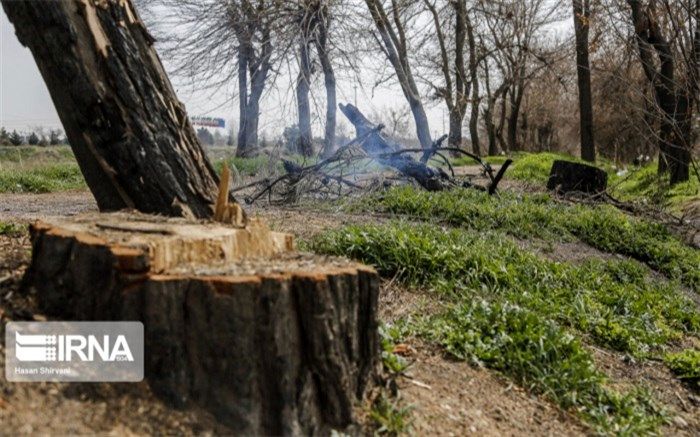 سودجویی به نام «درخت خواری»