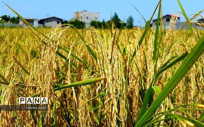 90 هزار هکتار شالیزارهای مازندران زیر کشت مکانیزه می‌رود