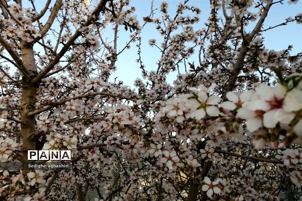بهارانه