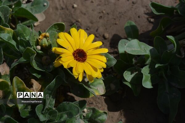 گل‌های بهاری در بیرجند استان خراسان جنوبی