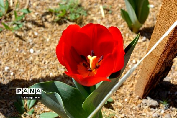 گل‌های بهاری در بیرجند استان خراسان جنوبی