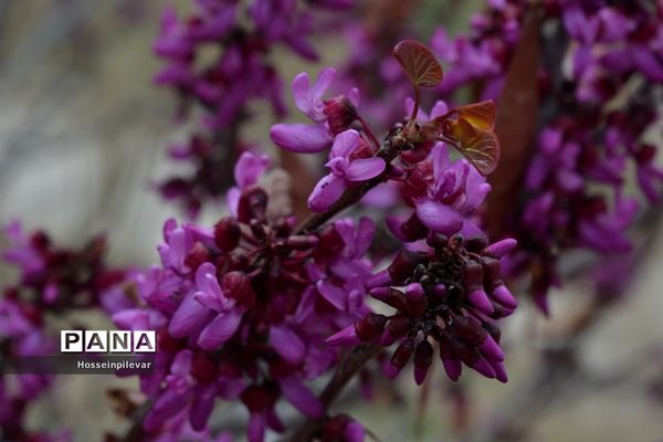 گل‌های بهاری در بیرجند استان خراسان جنوبی