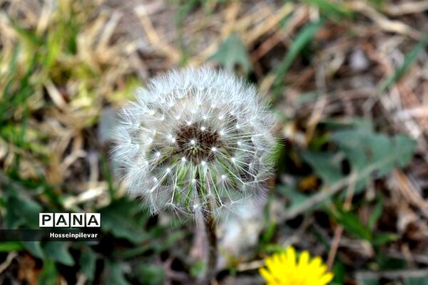 گل‌های بهاری در بیرجند استان خراسان جنوبی