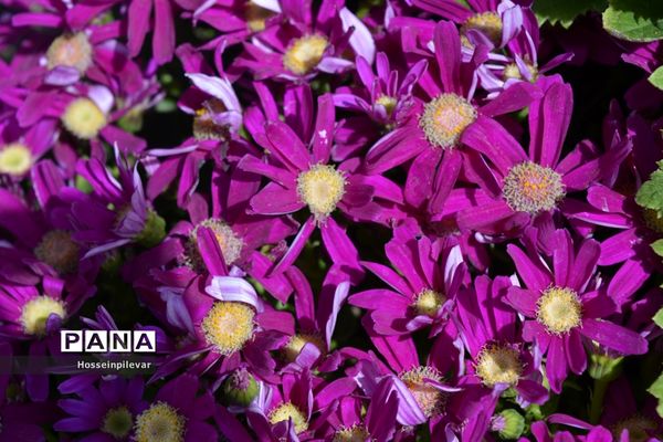 گل‌های بهاری در بیرجند استان خراسان جنوبی