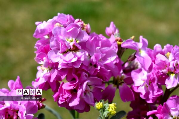 گل‌های بهاری در بیرجند استان خراسان جنوبی
