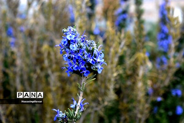 گل‌های بهاری در بیرجند استان خراسان جنوبی