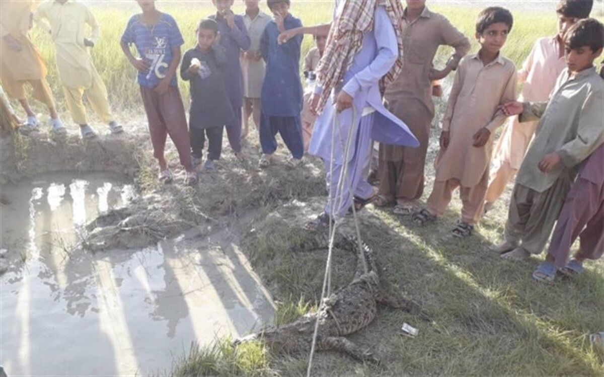 زنده گیری یک سر تمساح سرگردان در چابهار