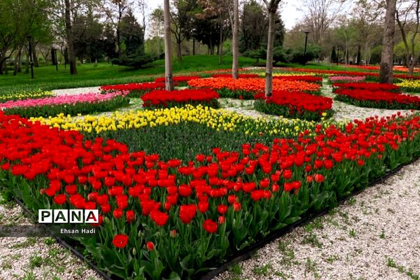 گل‌های لاله در بوستان ملت