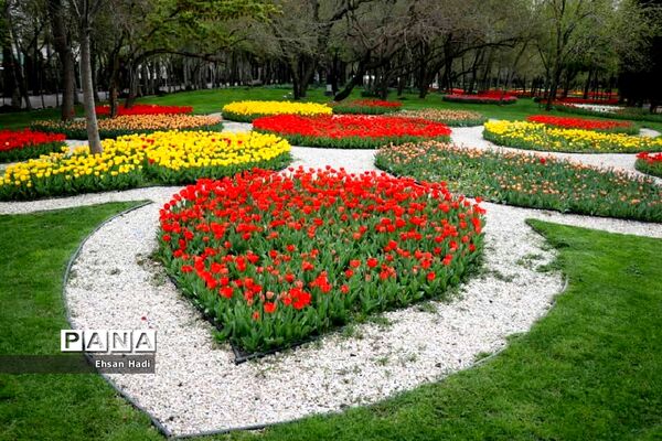 گل‌های لاله در بوستان ملت