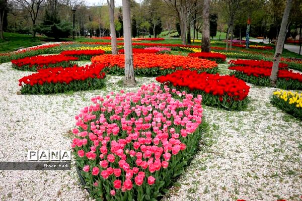 گل‌های لاله در بوستان ملت