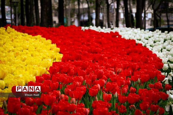 گل‌های لاله در بوستان ملت