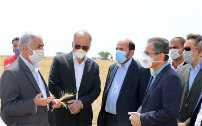 تمامی دستگاه‌های اجرایی استان بوشهر آماده همکاری در برداشت و ذخیره گندم هستند