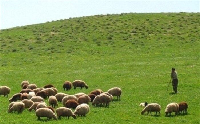 در ۱۳۰ هکتار از اراضی استان طی سال گذشته، بذر پاشی صورت گرفته است