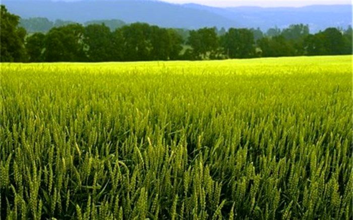 کشت گندم در سیستان و بلوچستان ۲۰۰ درصد افزایش یافت
