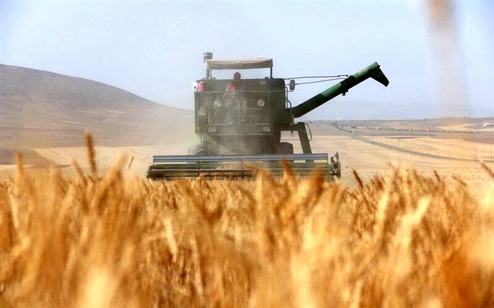 رشد ۵۰ درصدی قیمت خرید تضمینی گندم در سال زراعی جاری