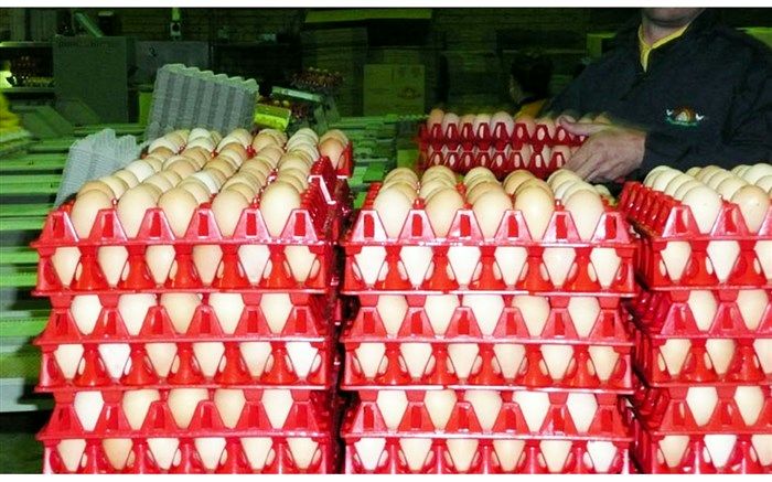 عرضه گسترده تخم‌مرغ در میادین و فروشگاه‌های زنجیره ای