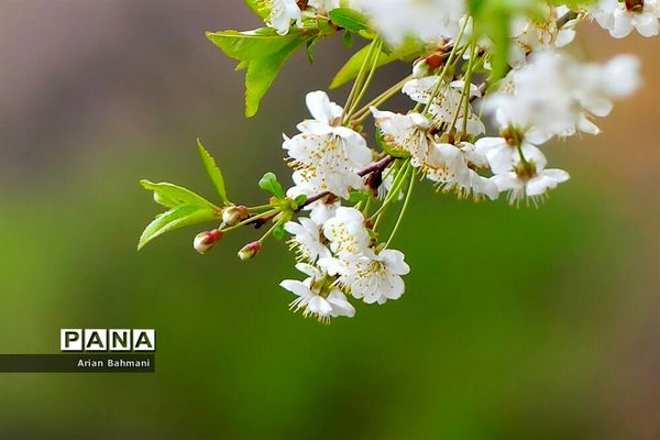 شکوفه‌های  بهاری در زنجان