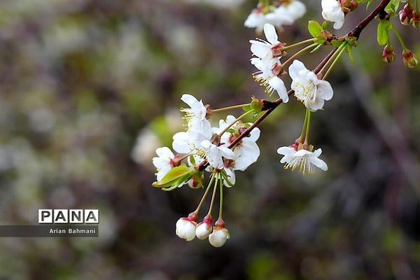 شکوفه‌های  بهاری در زنجان