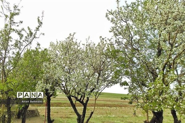 شکوفه‌های  بهاری در زنجان