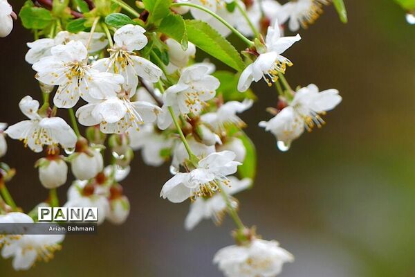شکوفه‌های  بهاری در زنجان