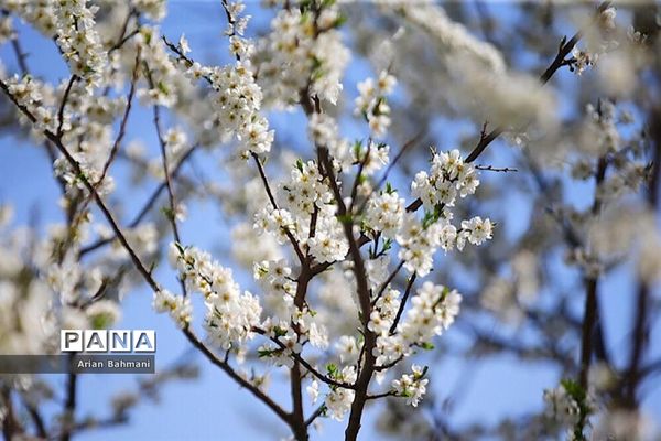 شکوفه‌های  بهاری در زنجان