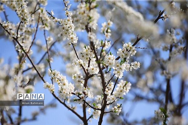 شکوفه‌های  بهاری در زنجان