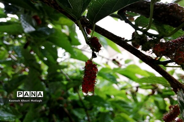 بارش باران بهاری در کازرون
