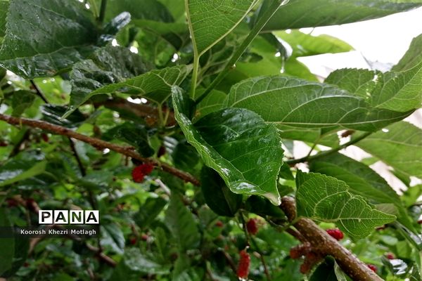 بارش باران بهاری در کازرون