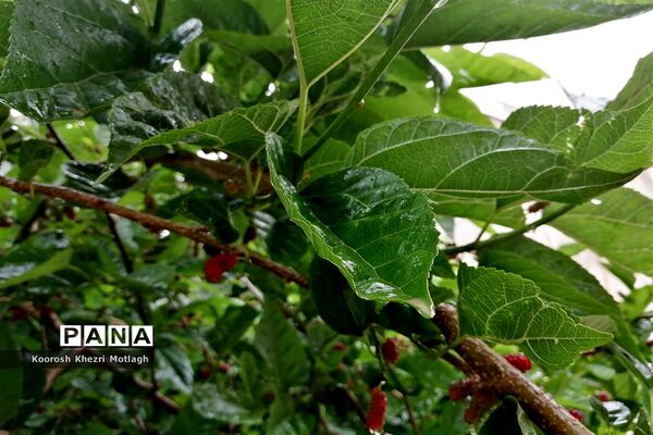 بارش باران بهاری در کازرون