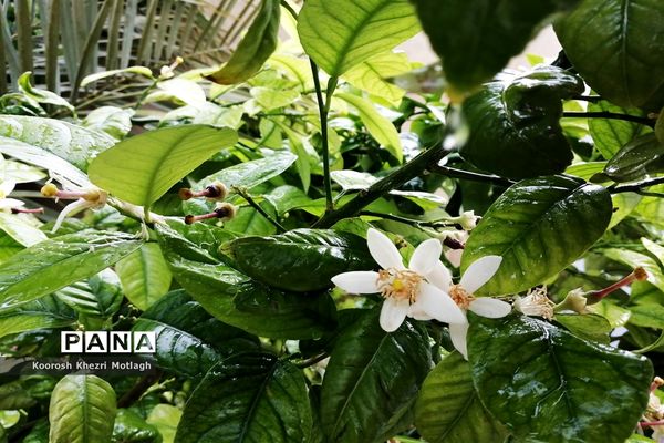 بارش باران بهاری در کازرون