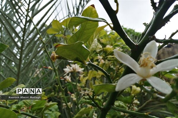 بارش باران بهاری در کازرون