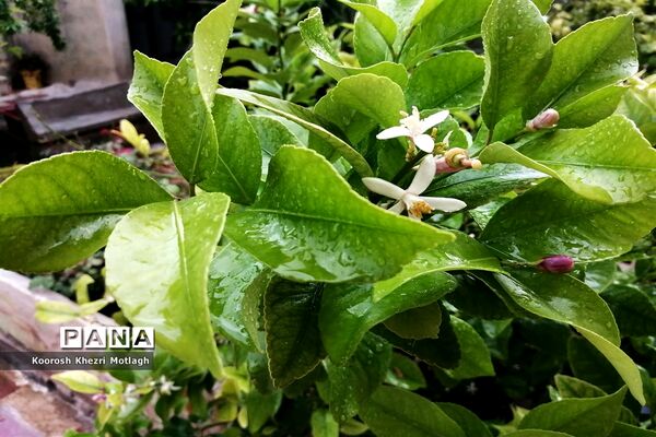 بارش باران بهاری در کازرون