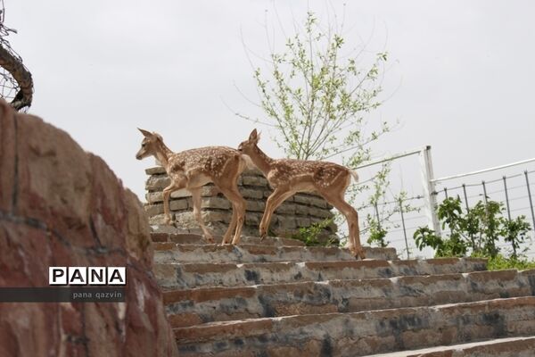 عکس‌های منتخب سال 1398 استان قزوین