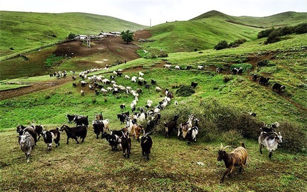 معاون استاندار مازندران: کوچ دامداران تا اواسط اردیبهشت به تاخیر بیفتد